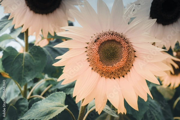 Fototapeta sunflower