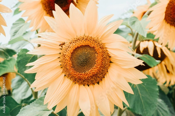 Fototapeta sunflower