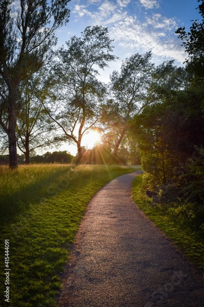 Fototapeta road in the forest