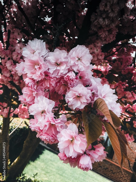 Fototapeta pink blossom