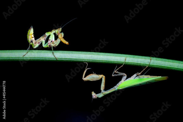 Obraz praying mantis on black background