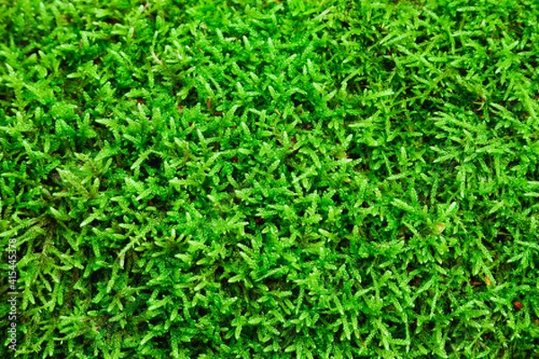 Fototapeta Natural background. Green moss texture close-up with shallow depth of field. Sunlight.