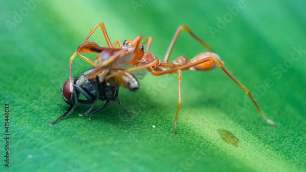 Fototapeta ant on a green leaf