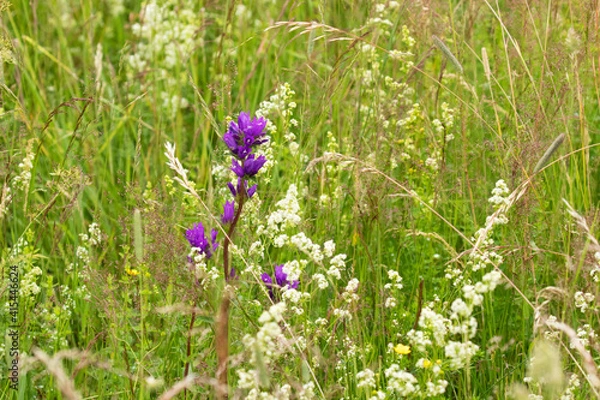 Fototapeta Beautiful and common Clustered bellflower (Campanula glomerata) flowering on a lush Estonian meadow during summertime. 
