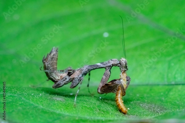 Obraz mantis on a leaf