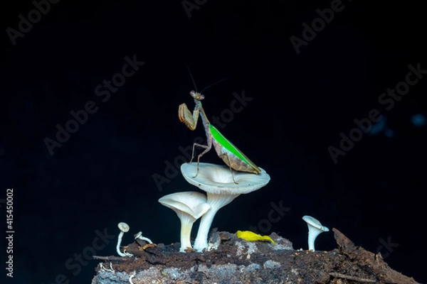 Obraz mantis on the mushroom