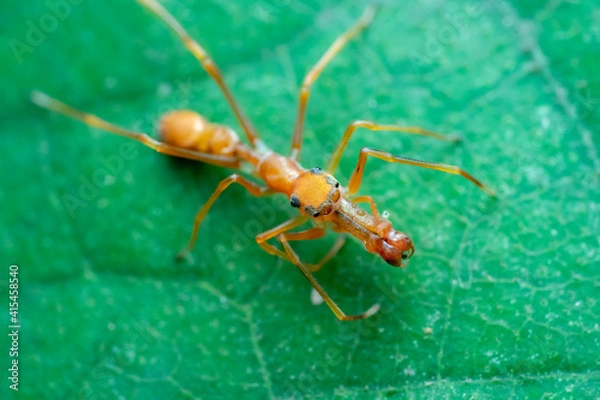Fototapeta ant on leaf
