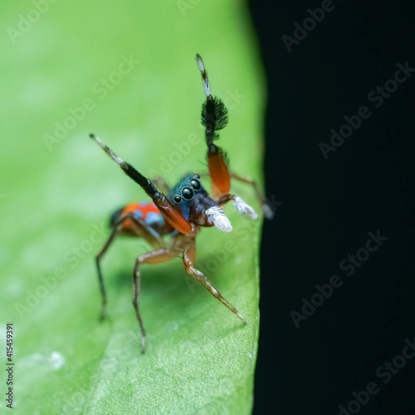 Obraz mosquito on a leaf