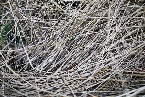 Fototapeta Dry grass