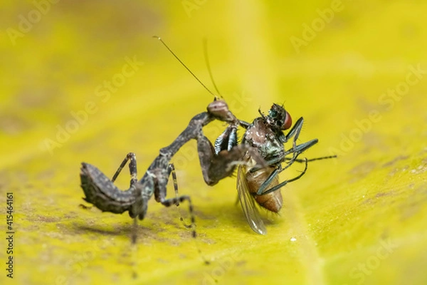 Obraz mantis eating