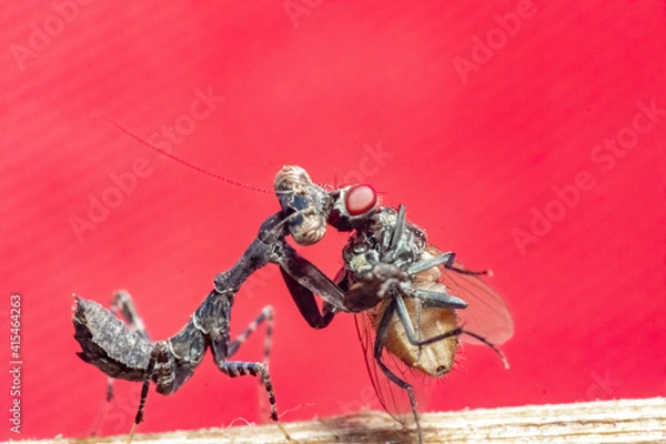 Obraz mantis eating