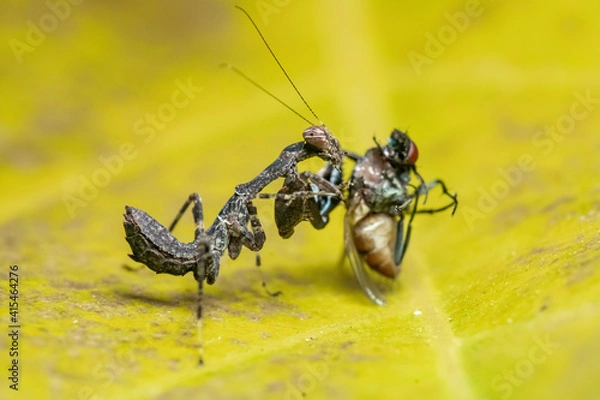 Obraz mantis eating
