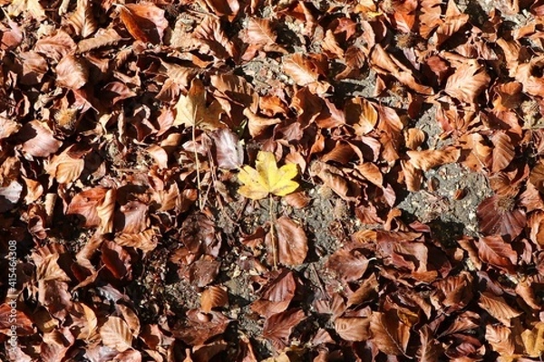 Obraz autumn leaves background