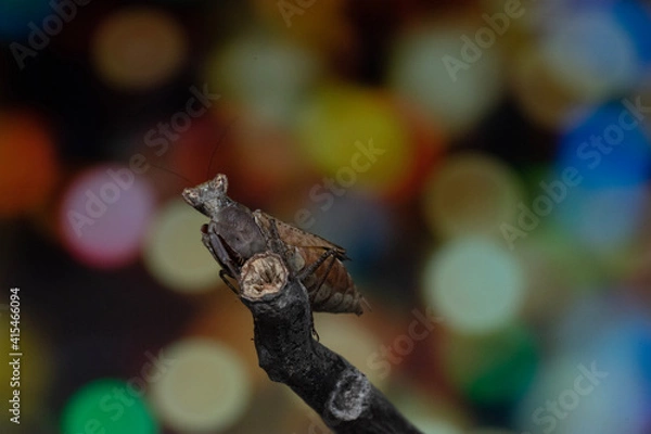 Fototapeta butterfly on a tree