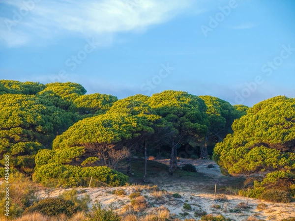 Obraz pine trees