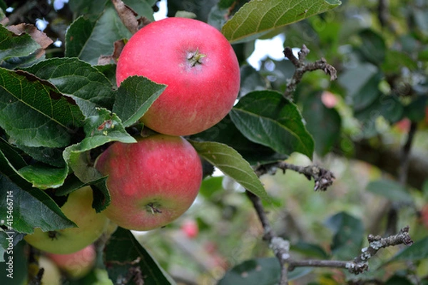 Obraz Close-up Of Untreated Apples On The Tree