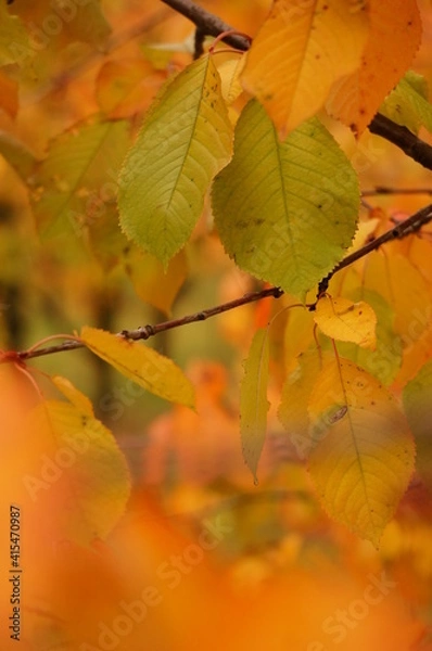 Fototapeta Close up photo of colorful autumn foliage