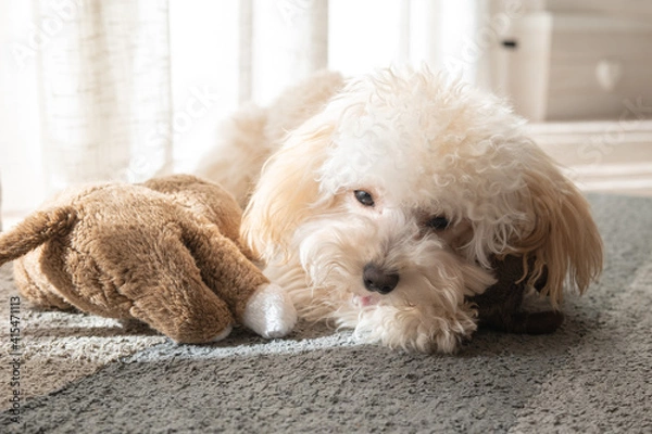 Obraz white poodle puppy