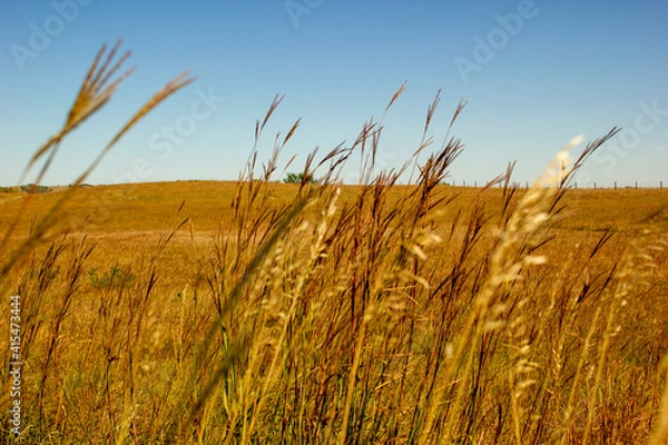 Obraz golden wheat field