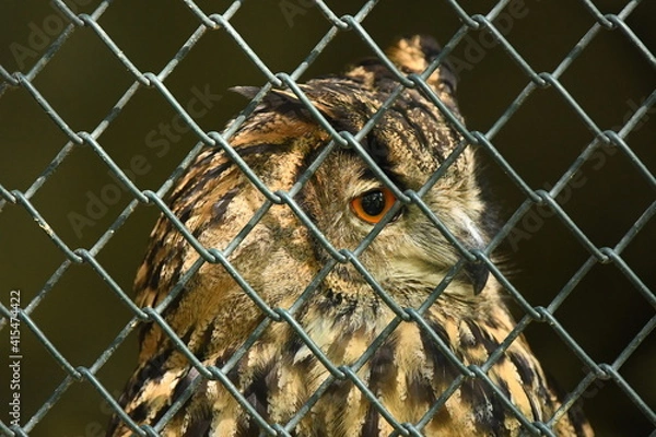 Fototapeta Sowa Puchacz(Bubo Bubo) w Parku Leśnych niespodzianek w Ustroniu