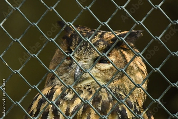 Obraz Sowa Puchacz(Bubo Bubo) w Parku Leśnych niespodzianek w Ustroniu