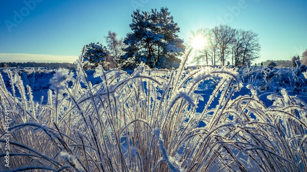 Obraz Lüneburger Heide