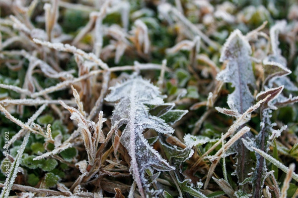 Obraz frost on the grass