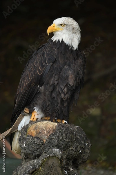 Obraz Bielik amerykański (Haliaeetus leucocephalus) w Parku Leśnych Niespodzianek w Ustroniu