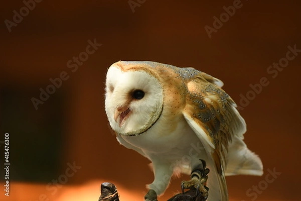 Fototapeta Sowa Płomykówka (Tyto Alba) w Parku Leśnych Niespodzianek w Ustroniu