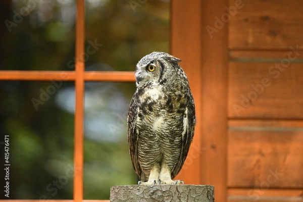 Fototapeta Ptak sowa Puchacz (Bubo Bubo) w Parku Leśnych niespodzianek w Ustroniu