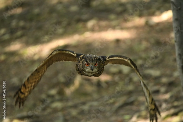 Obraz Ptak sowa Puchacz (Bubo Bubo) w Parku Leśnych niespodzianek w Ustroniu