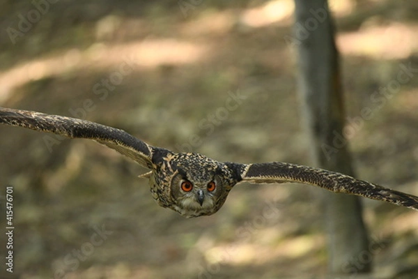 Fototapeta Ptak sowa Puchacz (Bubo Bubo) w Parku Leśnych niespodzianek w Ustroniu