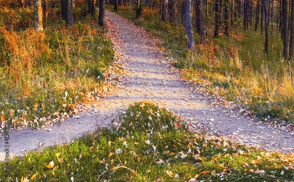 Obraz Two paths merge into one in the autumn park among trees and grass strewn with fallen leaves.