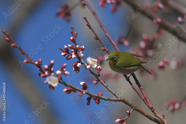 Fototapeta Blue sky, cherry blossoms and green birds 
