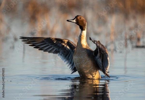 Obraz Northern Pintail Spreading Wings