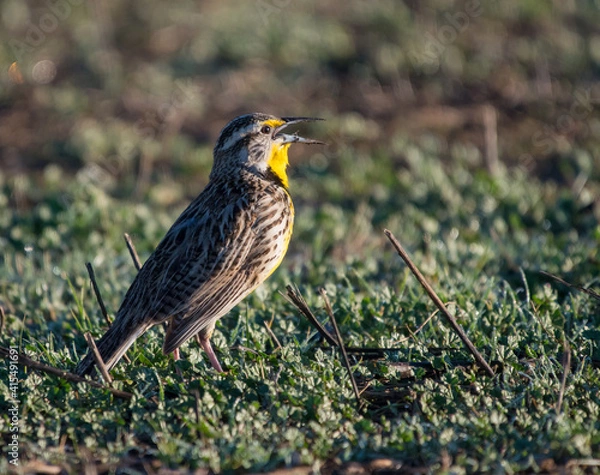 Obraz Western Meadowlark Singing