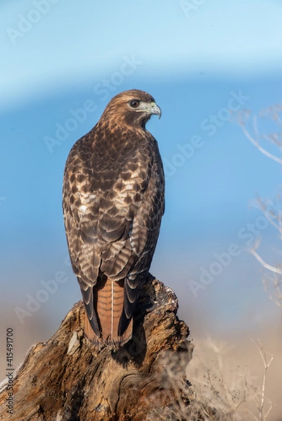 Obraz Red-tailed Hawk Portrait