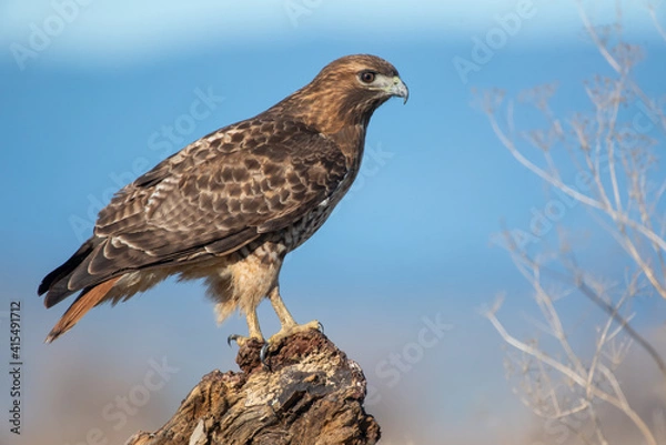 Obraz Red-tailed Hawk