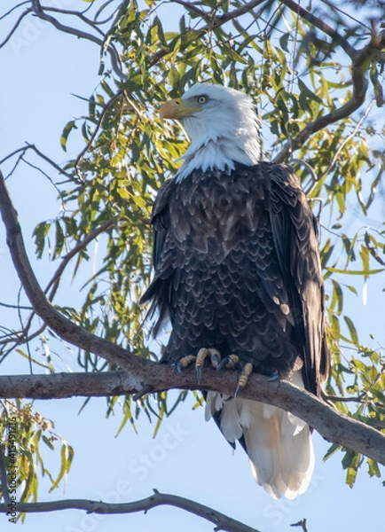 Obraz Bald Eagle