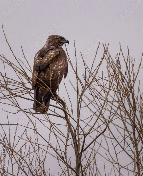 Obraz Red-tailed Hawk