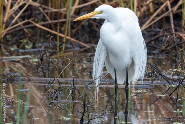 Obraz Great Egret