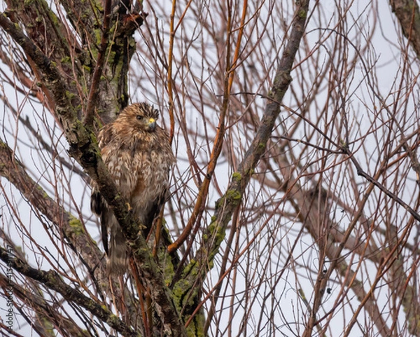 Obraz Red-shouldered Hawk 