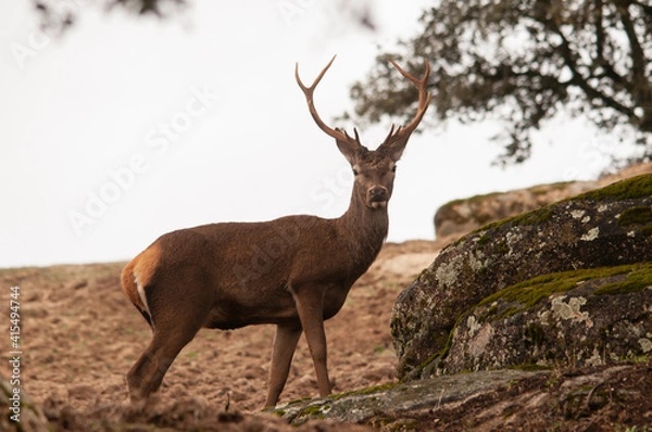 Fototapeta Ciervo común (Cevus elaphus) mirando en alerta en una zona de bosque mediterráneo en la Sierra de Andújar (Jaén, España).