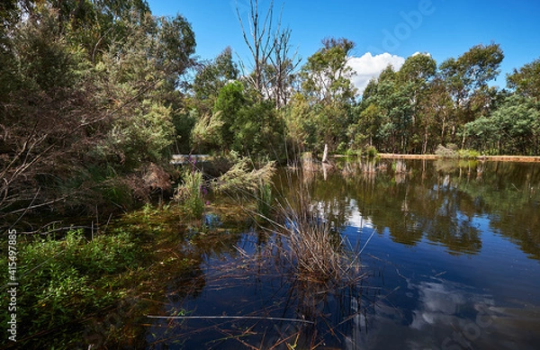 Fototapeta Reflections of trees and foliage in a large wetland lake in the beautiful Australian landscape.