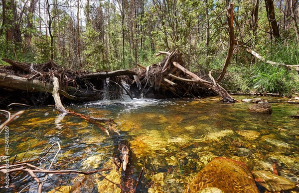 Fototapeta A small waterfall cascading into a river surrounded by a gum tree forest in the Australian wilderness.