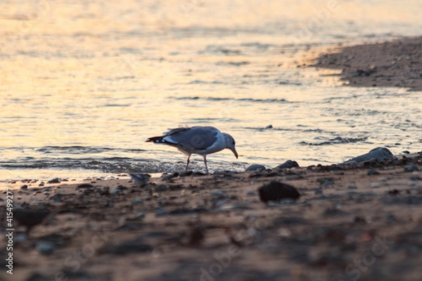 Fototapeta 横須賀市 夕日の海岸で食事をするカモメ