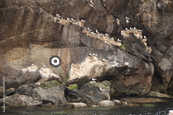 Obraz birds on the rocks 