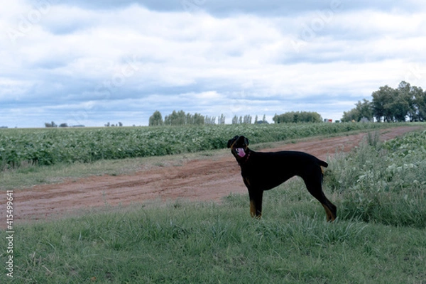 Fototapeta happy doberman dog