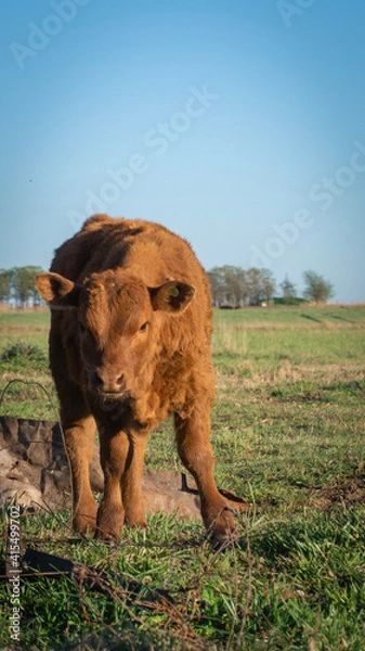 Fototapeta young cow in the fields