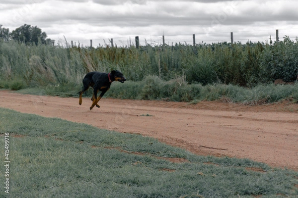 Fototapeta running dog